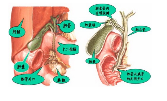 膽囊治療管理新應用技巧