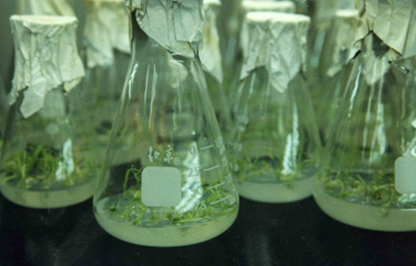生物技術應用管理的新措施制度有何意義