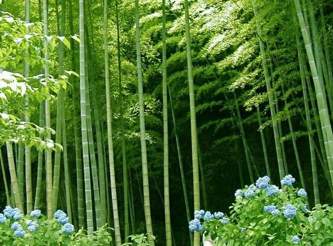 林業科技發展新應用措施