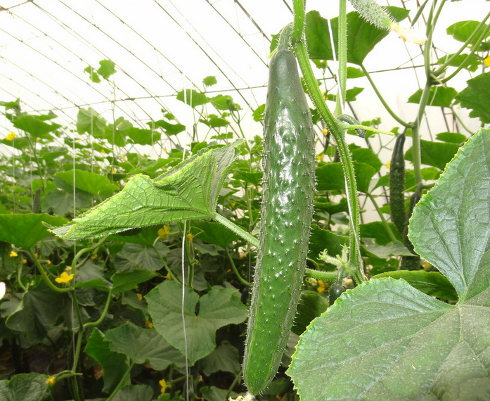 黃瓜的科學種植技術