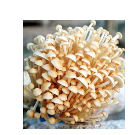 農業生物類發展的新科技模式