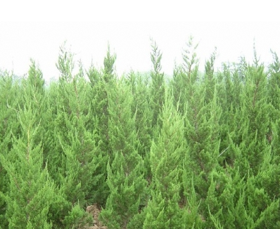 樹苗栽培管理的新應用技巧