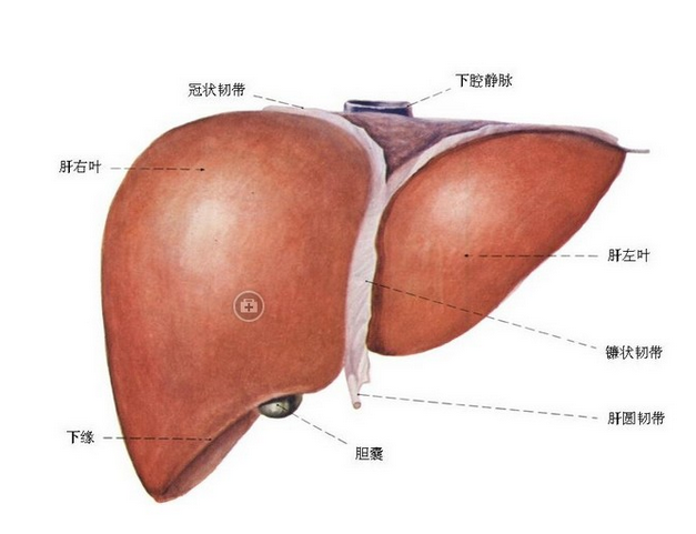 谷胱甘肽的應用及治療新技巧