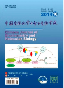 中國生物化學(xué)與分子生物學(xué)報論文發(fā)表