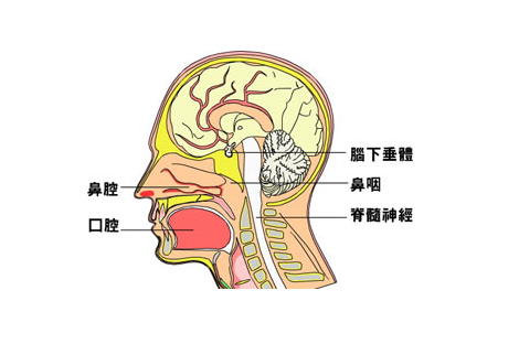 簡析當前鼻咽癌的產生及護理的措施有哪些