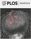 plos genetics影響因子是多少?