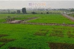 加強林業資源管理，推進生態林業健康發展