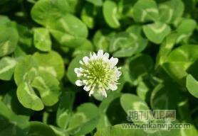 種植論文發表